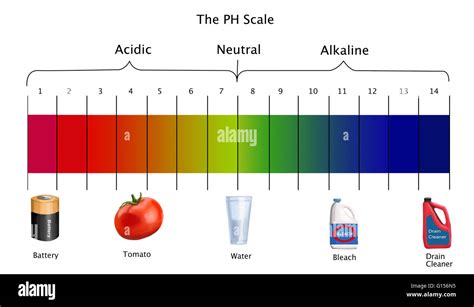 Diagram Of The Ph Scale With Examples Of Acidic Neutral And Alkaline