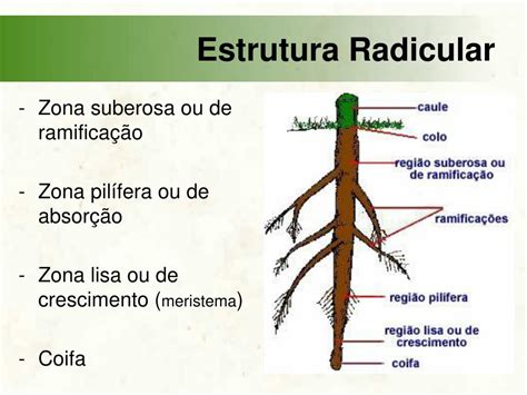 Cenoura é Caule Ou Raiz