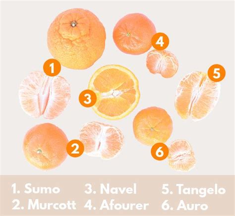 A Visual Comparison Of Common Citrus Fruit Citrus Citrus Fruit Fruit