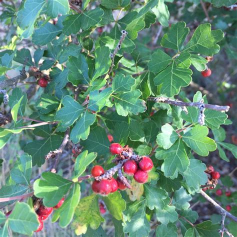 Native Fruit For The Southern Plains Finegardening