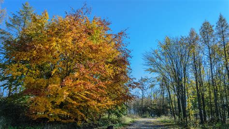 Path Between Yellow Green Autumn Leafed Trees Under Blue Sky Scenery 4k