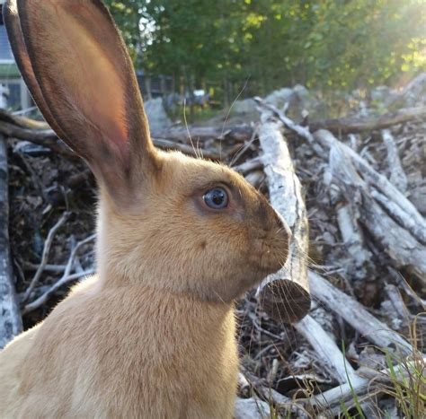 Gotland Rabbit Care Sheet | Here Bunny