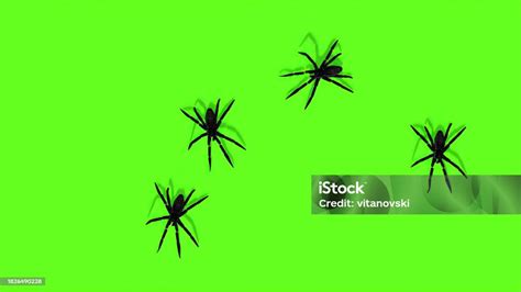 3d Illustration Spiders On Green Screen Creepy Crawling Stock Photo