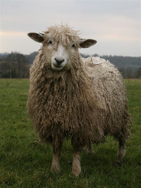 Cotswold Sheep Wikipedia