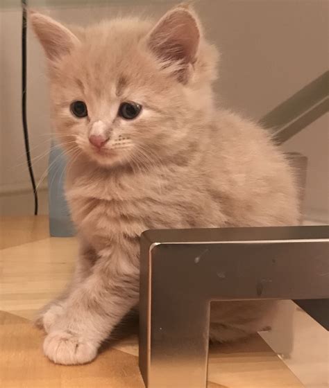 Owner image description age price; Fluffy Kittens For Sale | Birmingham, West Midlands ...