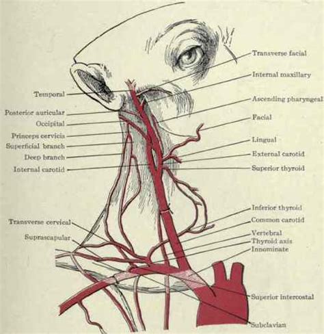 Learn about the types of arteries and how they function. Arteries Of The Neck. - Ligation. Part 2