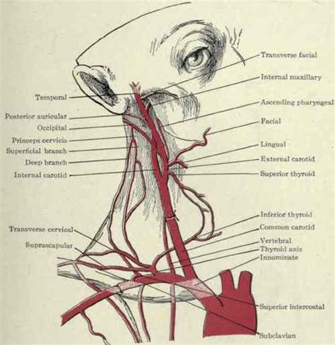 The neck is supplied by arteries other than the carotids. Arteries Of The Neck. - Ligation. Part 2
