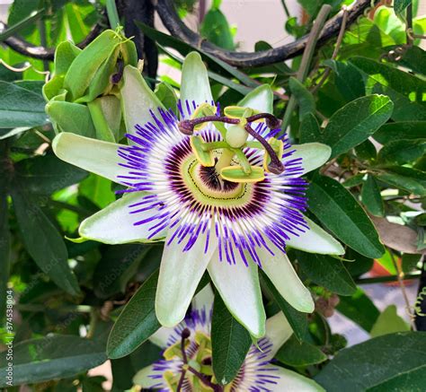 Close Up View Of Blue Passion Flower In A Garden Known As Passiflora