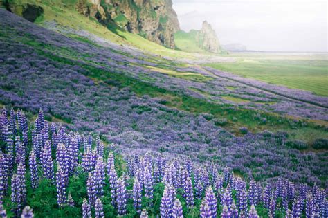 The Ultimate Guide To Visiting Iceland In Spring Dreaming And Wandering