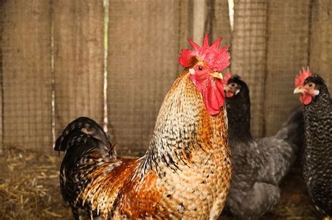 Terlebih, jika ayam bumbu kecap tersebut empuk dan terasa bumbunya. Harga ayam jago kampung 2020 - info terkini