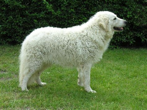 Hungarian Kuvasz Kuvasz Dog Breeds Livestock Guardian Dog