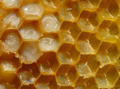 Honey Bee Eggs In The Brood Nest Honey Bee Suite