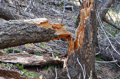 Broken Tree Travel Fun Amazing Adventures Tree