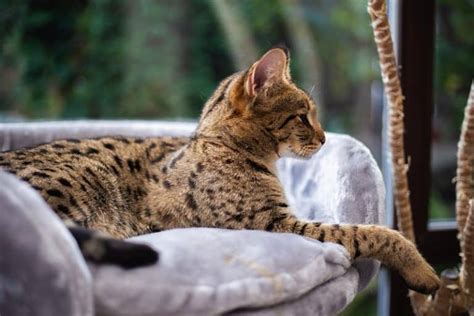 African Domestic Cat Breeds