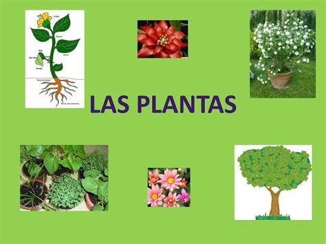Calaméo Las Plantas