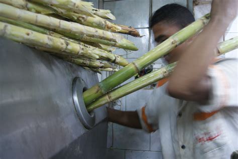 The stems, the main bulk of the plant, are the cane stalks that are harvested and processed to make cane sugar and other products. The Drink That Unites All Egyptians | Egyptian Streets