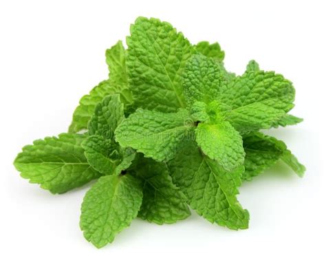 Fresh Mint Stock Image Image Of Herbal Green Plant 23040485