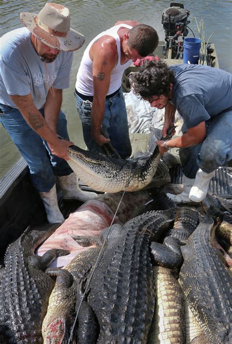 Alligator Hunting Season Opens In Texas