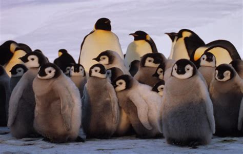 Emperor Penguins Risk Extinction From The Climate Crisis Wwf