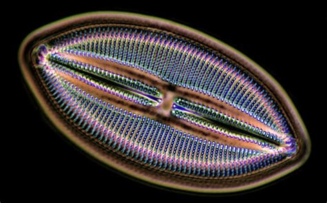 Diatom Rpics