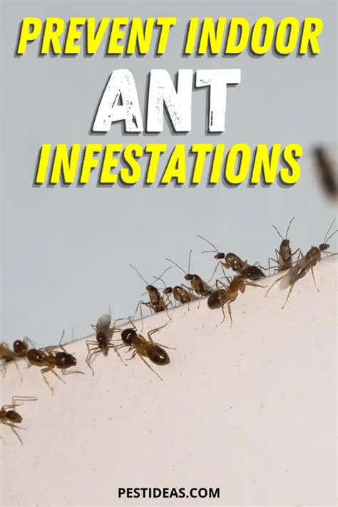 how to stop an ant infestation