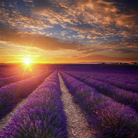 Lavender Field At Sunset Photograph By Mammuth Pixels