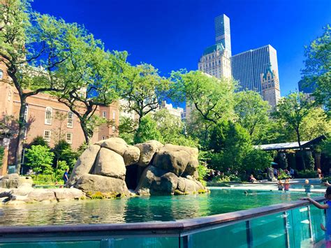 Top 20 Things To Do In New York A Pool In The Central Park Zoo Top 20