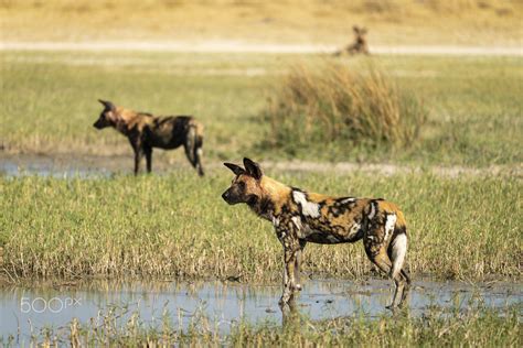 On The Hunt African Wild Dogs On The Lookout For Prey In Moremi Game
