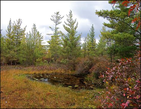 Pinhook Bog Pinhook Bog Is Home To Many Unusual Plants S Flickr