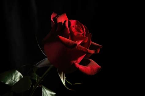 Premium Ai Image Red Rose Against Black Background With Dramatic