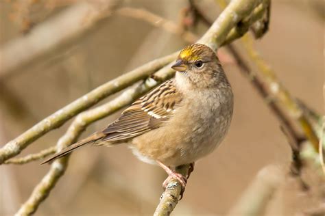Golden Crowned Sparrow — Eastside Audubon Society
