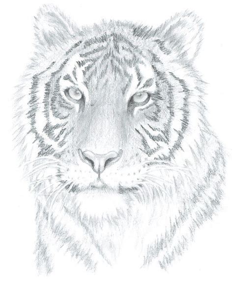 How To Draw Realistic Portraits In Just 4 Weeks Realistic Animal