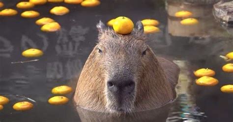 Capybara enjoys meditating in the bath / Boing Boing | Capybara, Funny