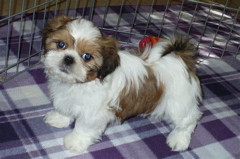 Get advice from breed experts and make a safe choice. View Ad: Shih Tzu Puppy for Sale near Arizona, TUCSON, USA ...