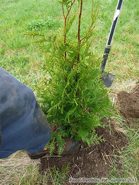 Cedar Hedging How To Plant Cedar Hedge Trees