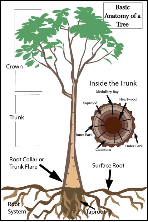 A Guide To Basic Tree Care In Utah Stewarts Lawn