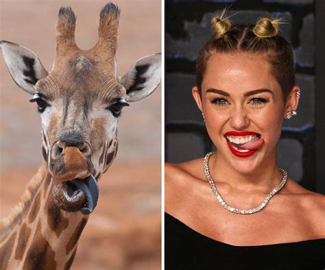 10 Animals That Totally Look Like Celebrities Bored Panda