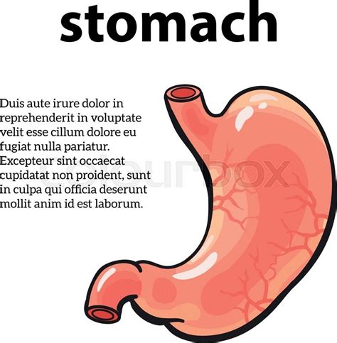Stomach Sketch At Explore Collection Of Stomach Sketch