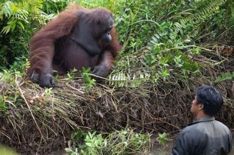 Heartwarming Moment Caught On Camera Orangutan Offers Help To Worker