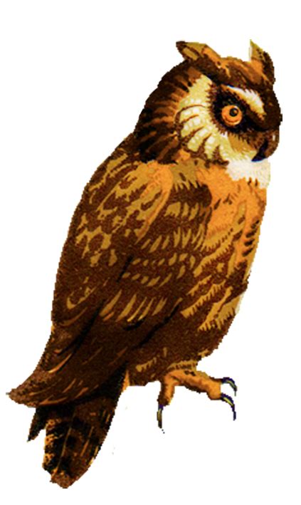 Great Horned Owl Drawing Barred Owl Clip Art Eastern Screech Owl Png