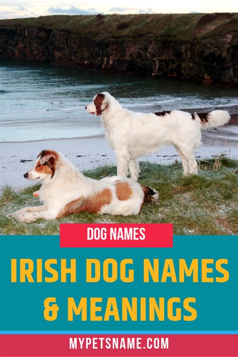 Irish Dog Names 250 Historic Traditional Gaelic Names Artofit