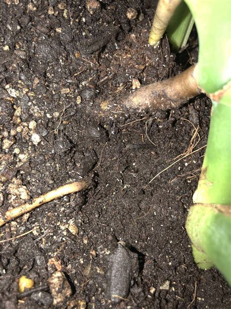 Does Anybody Know What These Tiny White Bugs In My Soil Are Houseplants