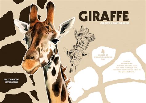 Safari Animal Illustrations on Behance