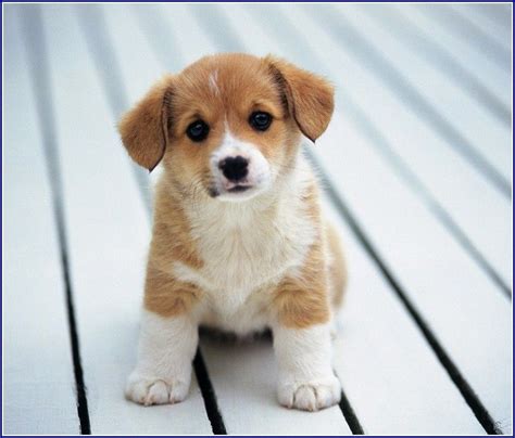 Maybe you would like to learn more about one of these? Small White Dog With Brown Spots | Cute animals, Cute baby ...
