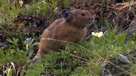 Survival Strategy Of The Pika In The Sayan Mountains Britannica
