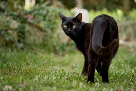 But it is better not to get black cats because shaykh ibn taymiyyah mentioned that the jinn may take the image of a black cat, like the case of a black dog, as finally, it should be noted that what some people think is void, that seeing a black cat may bring misfortune; Dream Meaning of Cats - Dream Interpretation