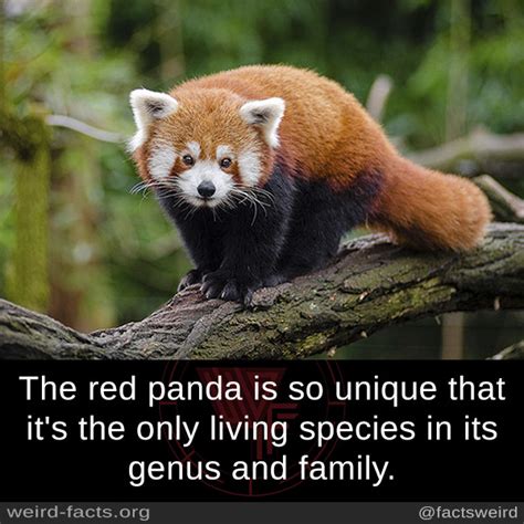 Weird Facts The Red Panda Is So Unique That Its The Only
