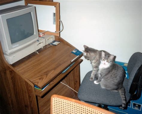 Cats Commodore Amiga Technical Support R Amiga