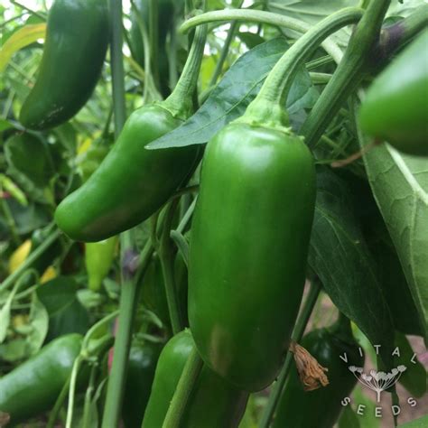 Jalapenos need heat to thrive and require a temperature of at least 65 to 80 degrees fahrenheit in order to germinate. Chilli - Jalapeno, Early (Organic) | Vital Seeds