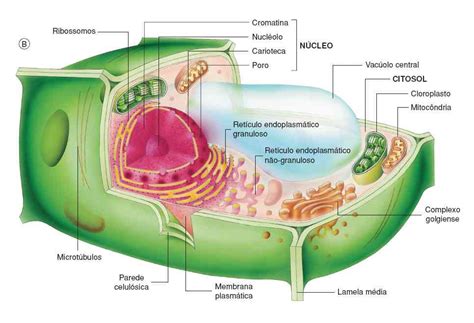 Que Es El Citoplasma En La Celula Vegetal Compartir Celular
